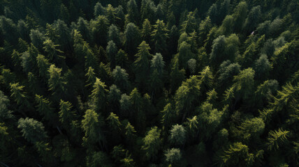  trees in the forest background Generative, AI