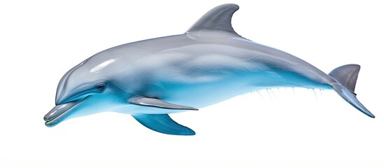 Wild bottlenose dolphin found in Australia.