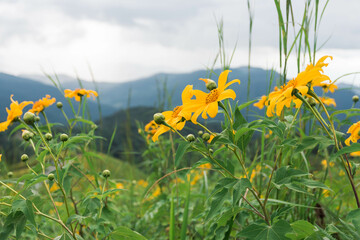 yellow flowers on the meadow  - Mae Hong Son, Thailand