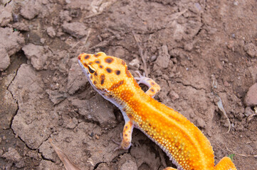 shot on an orange leopard gecko playing on the ground