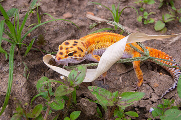 shot on an orange leopard gecko playing on the ground
