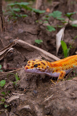 shot on an orange leopard gecko playing on the ground