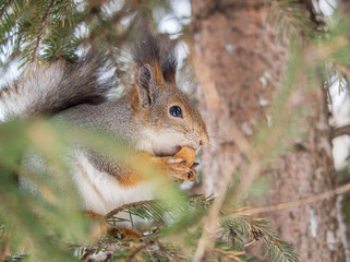 The squirrel with nut sits on tree in the winter or late autumn