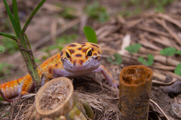 shot on an orange leopard gecko playing on the ground
