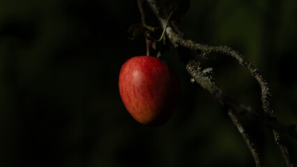 red apple on a branch