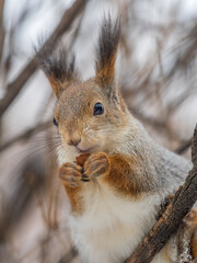 The squirrel with nut sits on tree in the winter or late autumn