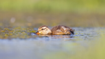 duckling in the pond