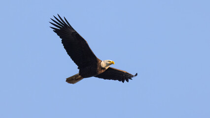 american bald eagle