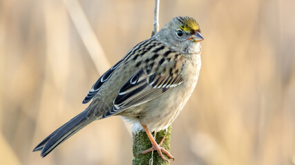 Golden crowned sparrow
