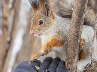Squirrel eats nuts from a man's hand. Caring for animals in winter or autumn.