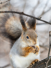 The squirrel with nut sits on tree in the winter or late autumn