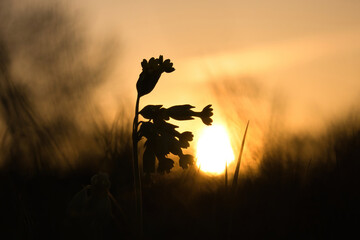 Flower silhouette in grass with orange sunset in the background on a spring evening in Potzbach, Germany. - obrazy, fototapety, plakaty