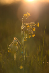 Sun shining on yellow flowers in grass at sunset on a spring evening in Potzbach, Germany.