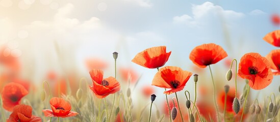 Wild red poppies in steppe vegetation.