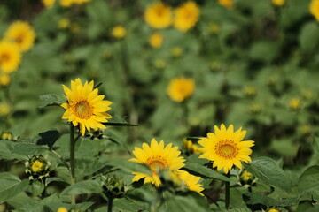 ヒマワリの花畑