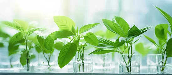Zelfklevend Fotobehang Medicinal plant's leaf used in biotechnology for plant culture. © 2rogan
