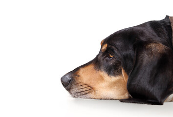 Large dog head side profile. Close up of relaxed extra large puppy dog resting with head on ground looking at something. Male Bluetick Coonhound or Coon dog. Selective focus. White background.