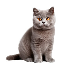 Png scottish fold cat isolated