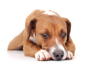 Isolated dog lying with head on paws. Cute puppy dog with relaxed, tired, sad or depressed body language. 2 years old female Harrier mix dog, medium size, brown. Selective focus. White background.