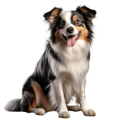 border collie sitting on white background