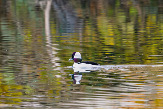 A male bufflehead at Lost Lake, near Fresno, California.