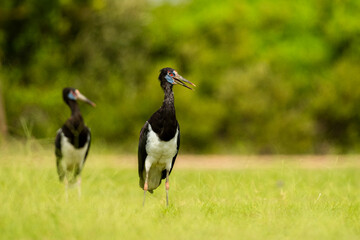 Abdim's Stork, Ciconia abdimii. Saudi Arabia