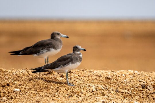 Sooty Gull, Larus hemprichii. Saudi Arabia.