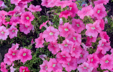 background pink petunia in a flowerbed in summer close-up