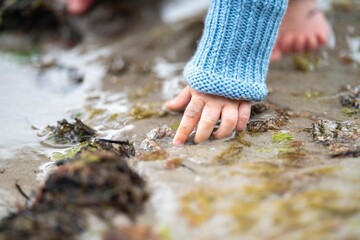 hand poking an anemones on the beach in the sand in Tasmania australia. sticking your finger in anemone - obrazy, fototapety, plakaty