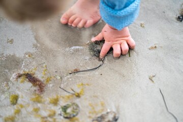 hand poking an anemones on the beach in the sand in Tasmania australia. sticking your finger in an...