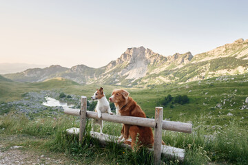 Two dogs, a Nova Scotia Retriever and a Jack Russell Terrier, lean on a fence with mountains...