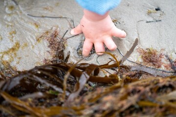 hand poking an anemones on the beach in the sand in Tasmania australia. sticking your finger in...
