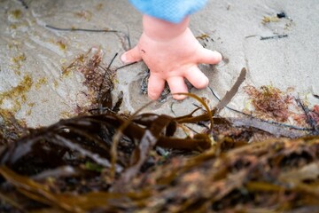 hand poking an anemones on the beach in the sand in Tasmania australia. sticking your finger in an anemone