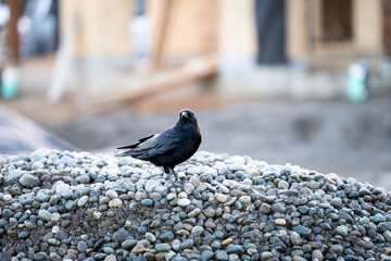 Crow standing on a pile of gravel on construction work site, with a new home started in the...