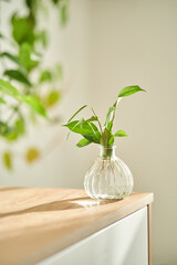 Glass vase in the sun with a ficus shoot that takes root in the water.