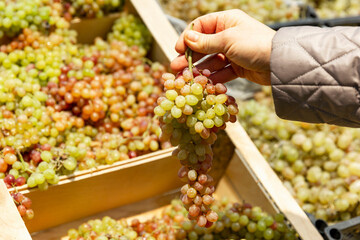 Ripe appetizing grapes on the counter in a store. A woman's hand holds a branch. Close-up. Vitamins, health and vegetarianism.