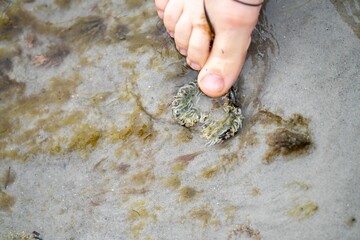 hand poking an anemones on the beach in the sand in Tasmania australia. sticking your finger in anemone