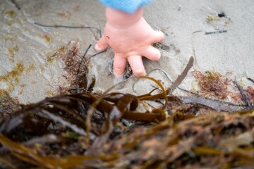 hand poking an anemones on the beach in the sand in Tasmania australia. sticking your finger in an...