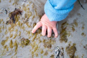 hand poking an anemones on the beach in the sand in Tasmania australia. sticking your finger in an...