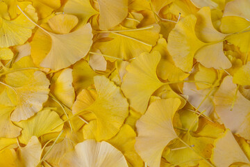 yellow ginkgo leaves as design background