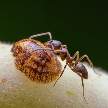 Extreme close up of an Argentine ant tending a scale insect.