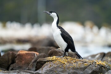 cormorant sitting on a rock in tasmania australia