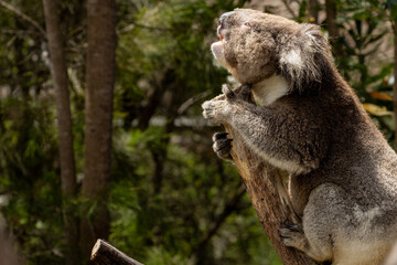 The Koala (Phascularctos cinereous) is an arboreal herbivorous marsupial native to Australia. Here growling to attract a companion.	