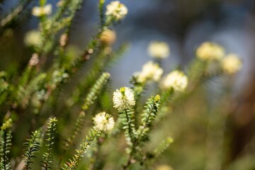 native yellow flowers on a Melaleucas plant in the bush in tasmania australia.