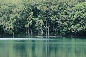 静かな水面　蔦沼