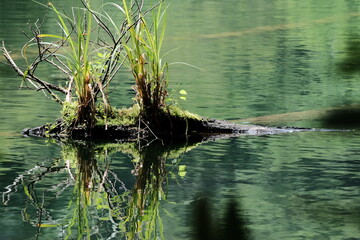 倒木の上の植物　盆栽風