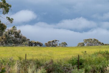 green native grass in a hill on a regenerative farm