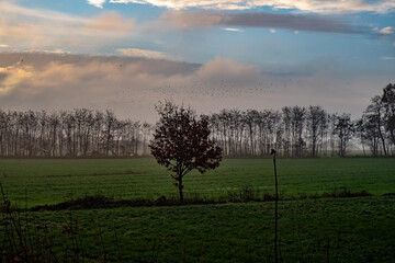 The image captures the serene beauty of a solitary tree standing resilient in a field at dawn. The horizon is veiled in a soft mist, with a backdrop of a tree line under the awakening sky. The early