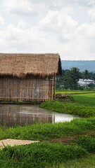 Fototapeta na wymiar Bamboo house on the edge of rice fields