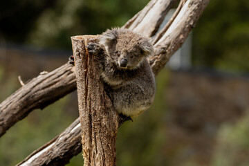 A Baby Koala (phascolarctos cinereus) - known as a Joey.